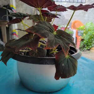Begonia