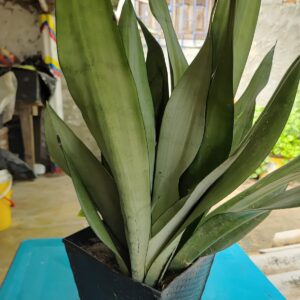 Lengua de suegra