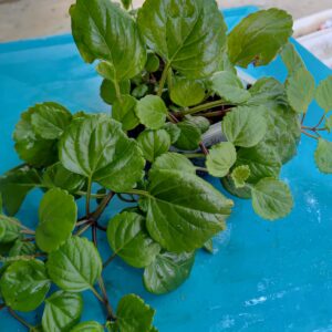 Planta del dinero