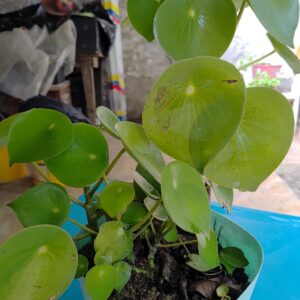Planta china del dinero